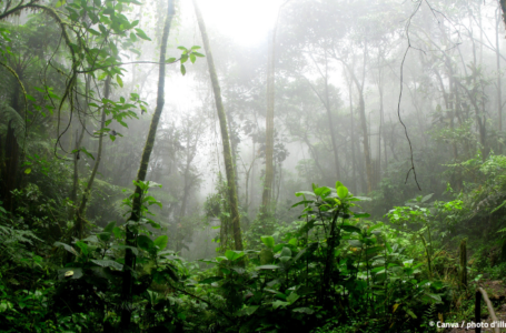 « La compensation carbone ne sauve pas la forêt »