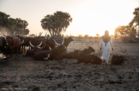 SOIRÉE PARTAGE – Témoignage de notre partenaire Kawtal (Tchad) en visio